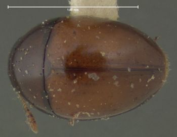 Media type: image;   Entomology 24539 Aspect: habitus dorsal view